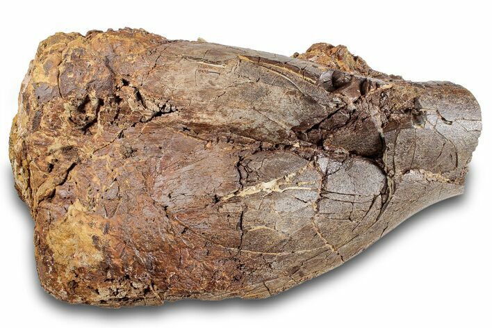 Fossil Dinosaur Bone - Wyoming #265598